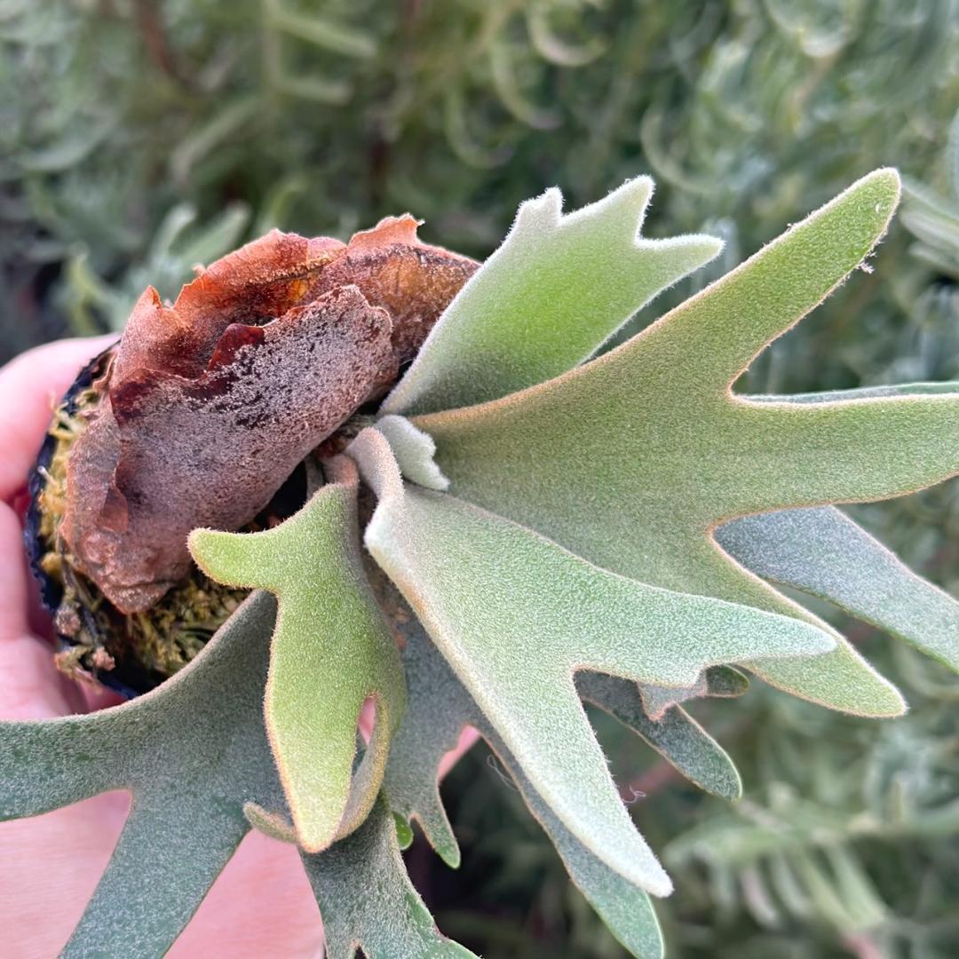 chococoffee 2点セット