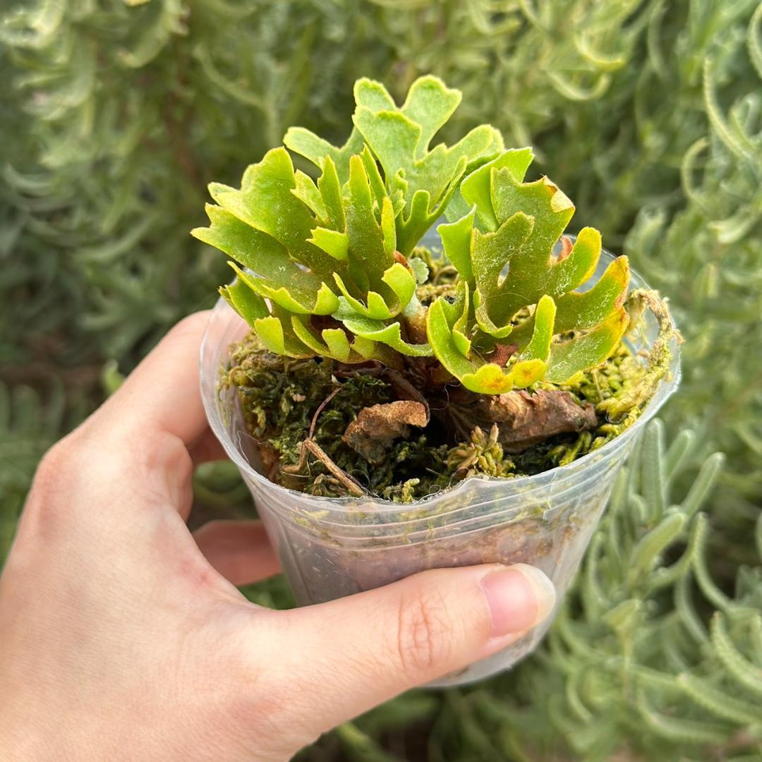 chococoffee 2点セット