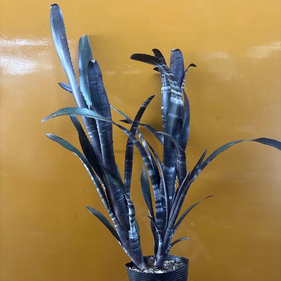 ビルベルギア　ダースベイダー