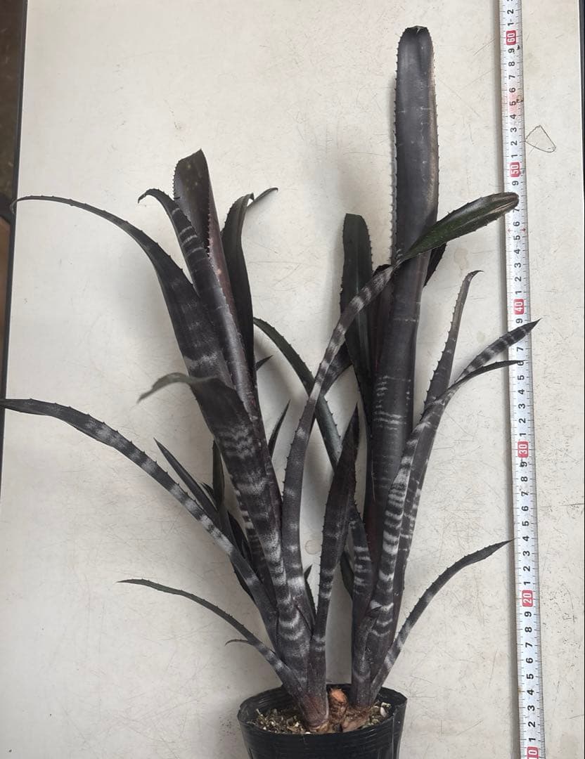 ビルベルギア　ダースベイダー