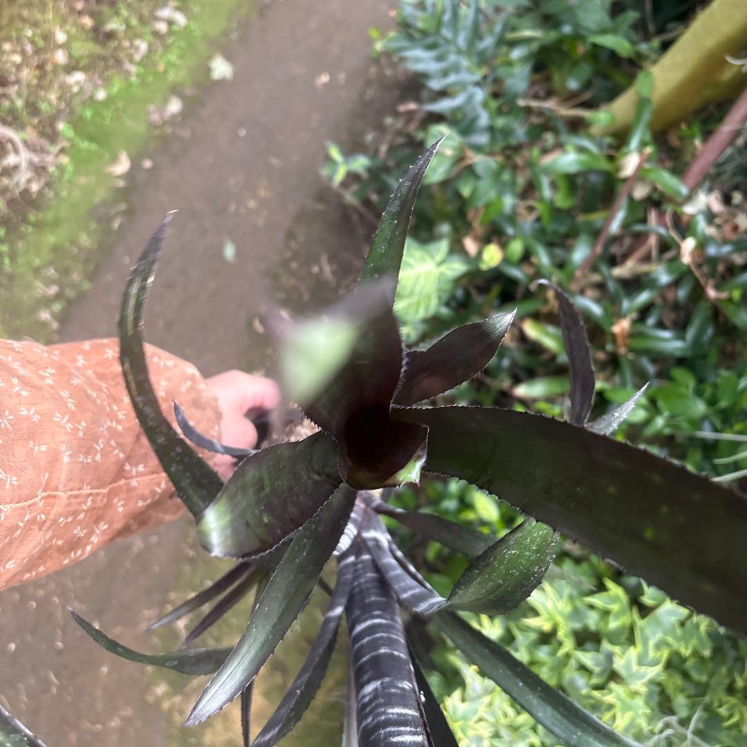 ビルベルギア　ダースベイダー