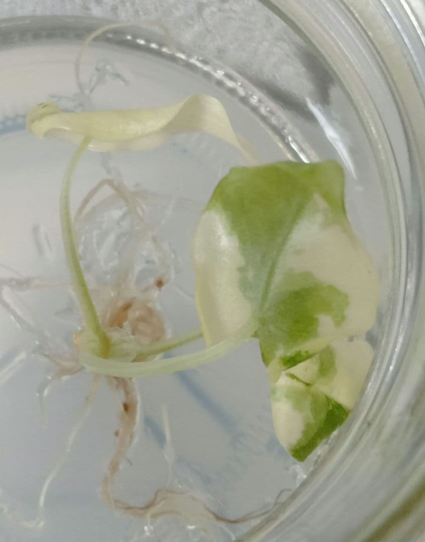 Alocasia Melo Albo var アロカシア メロ アルボ 斑入り