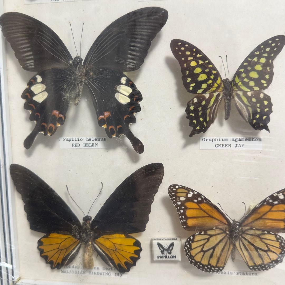 蝶 標本 額入り 22種　モルフォ　等　昆虫標本 蝶標本 まとめ売り