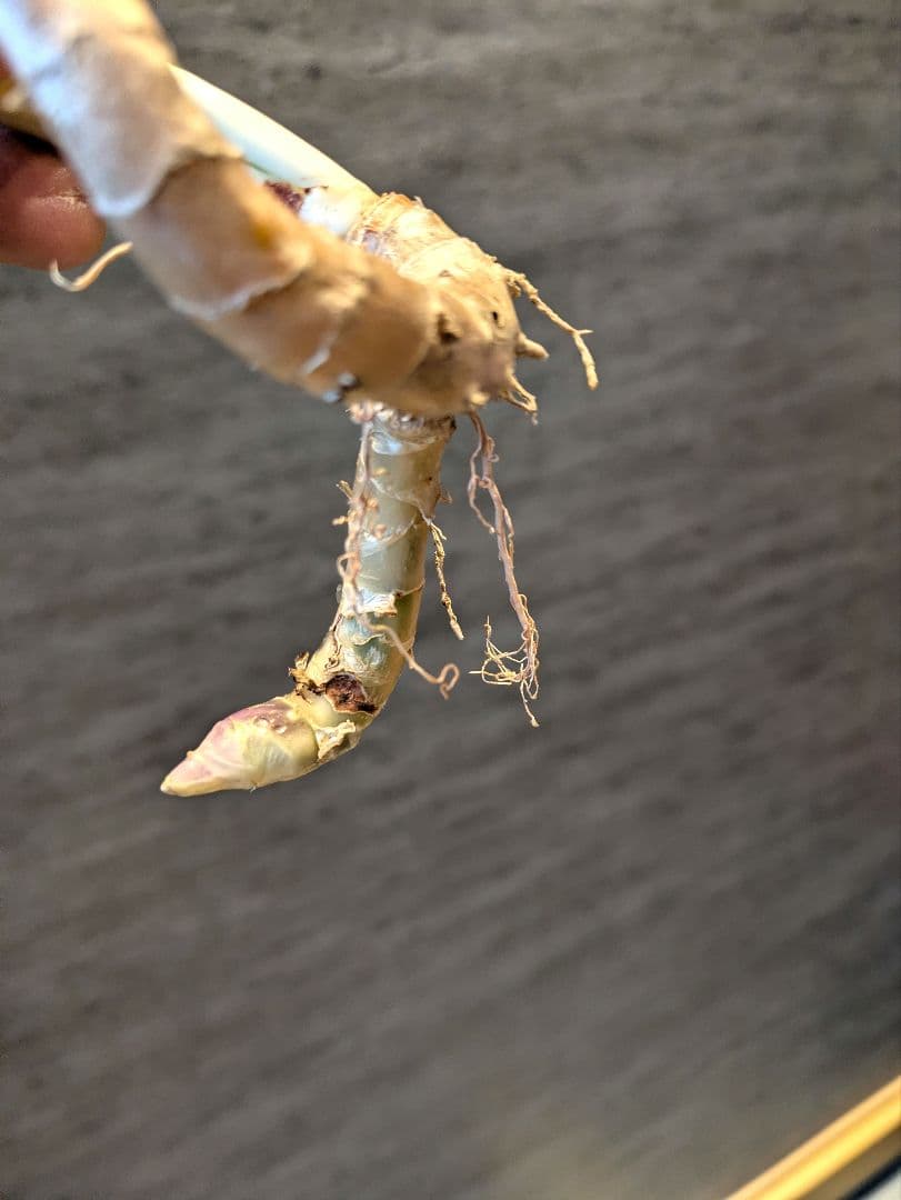 祥製作　ビューティークイーン　子株付き　ロリダ　サボテン　アガベ