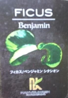 斑入り　ベンジャミン　シタシオン　苗　バロック　観葉植物　花卉/園芸