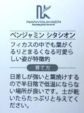 斑入り　ベンジャミン　シタシオン　苗　バロック　観葉植物　花卉/園芸