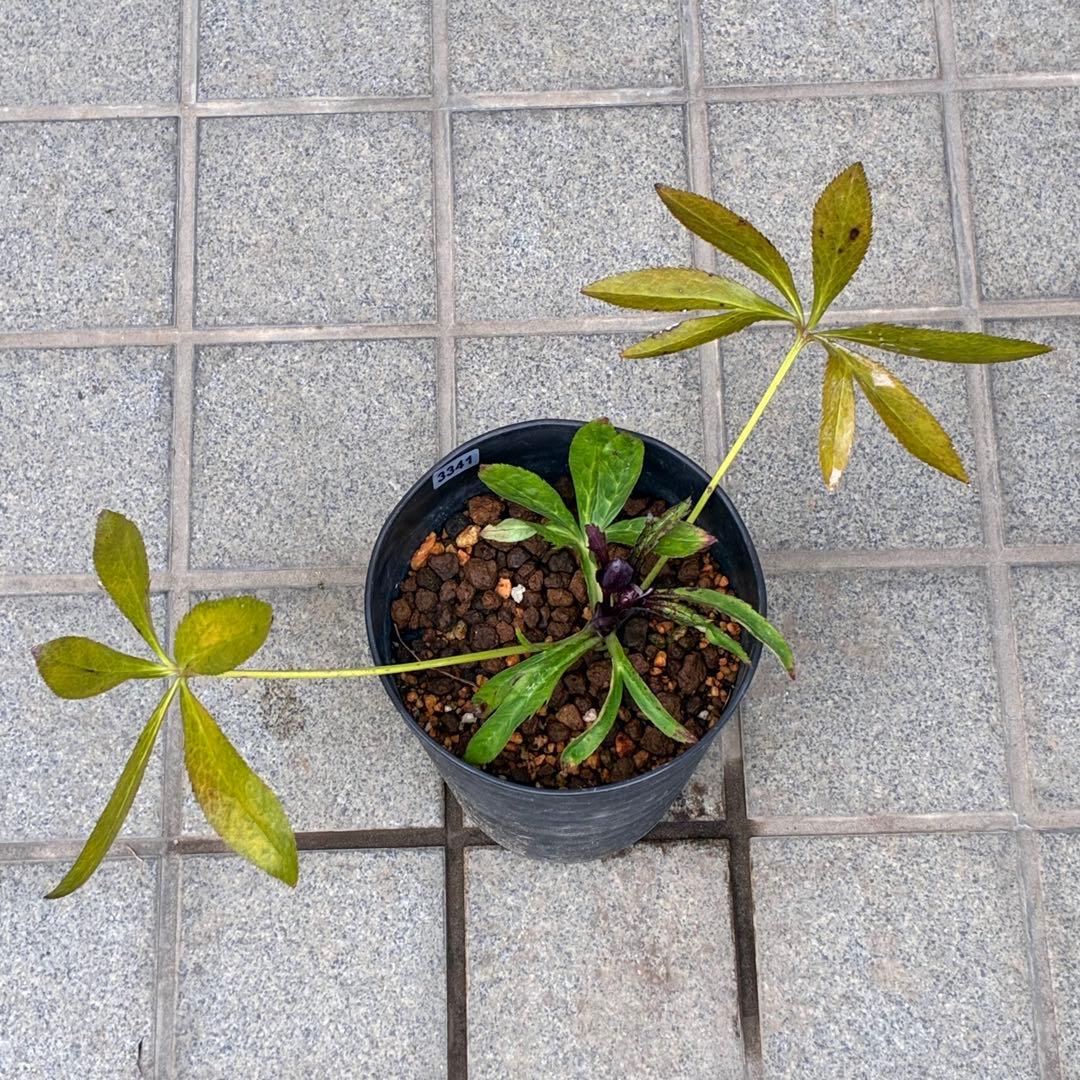 も*子様 ☘️ラスト2☘️蕾付き3341⭐️超小輪⭐️MIX顔【クレオパトラ＋彗