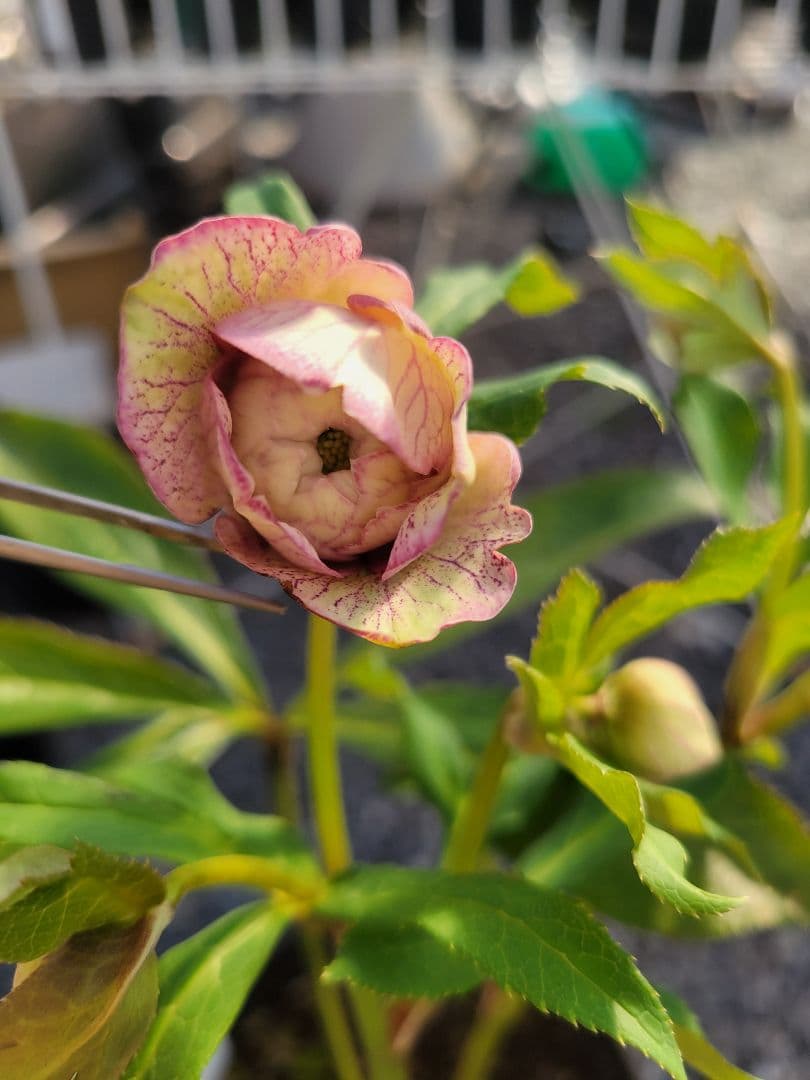 広瀬園芸　ピンクスポット多弁　クリスマスローズ