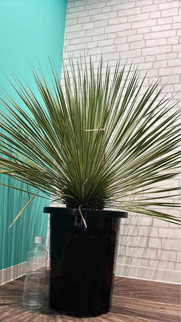 ユッカ トンプソニアーナ　大型株 シンボルツリー ドライガーデン