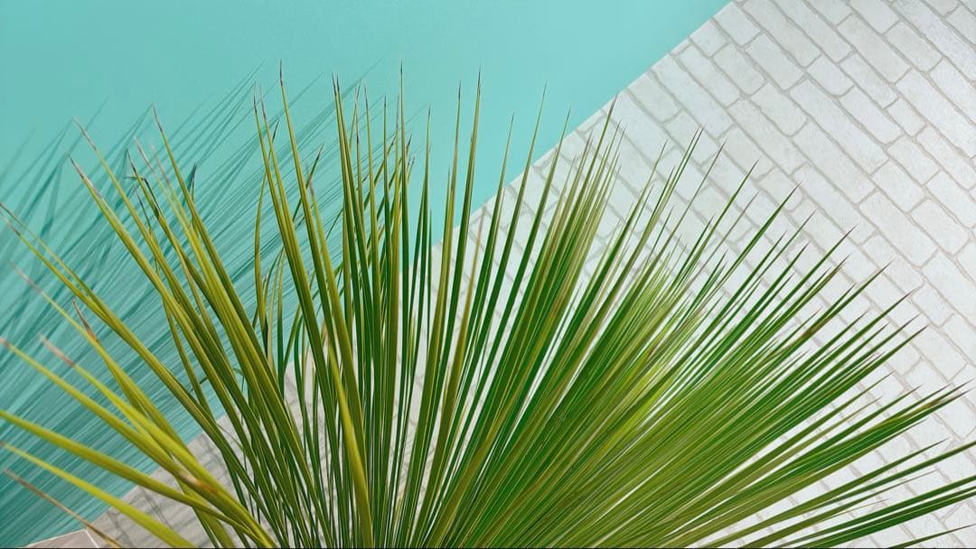 ユッカ トンプソニアーナ　大型株 シンボルツリー ドライガーデン