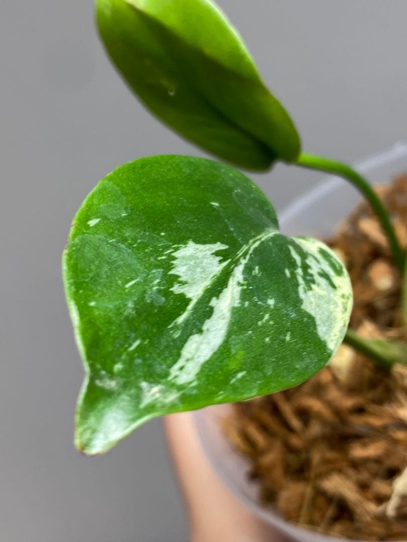 【セール‼️】モンステラ　デリシオーサ　バルバソー　フシギダネ/ ベトシオーサ