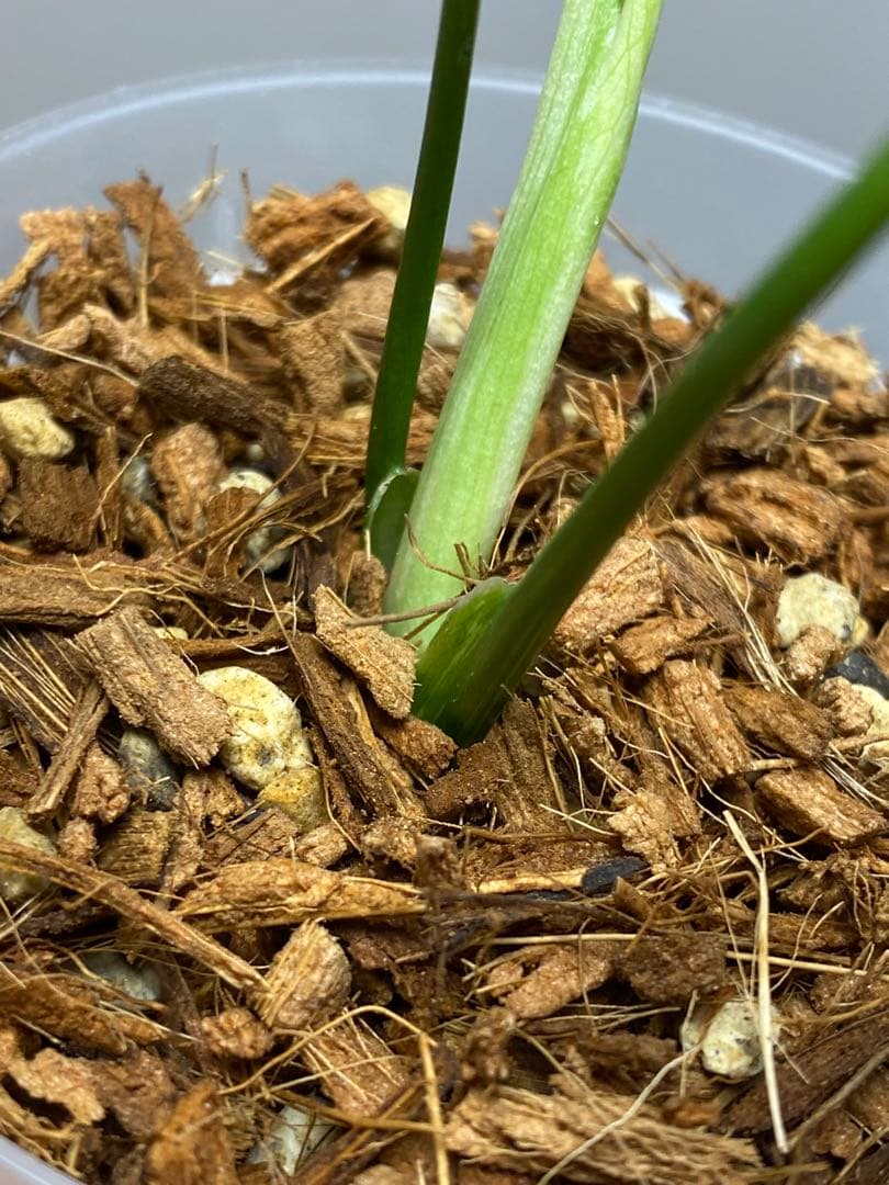 【セール‼️】モンステラ　デリシオーサ　バルバソー　フシギダネ/ ベトシオーサ