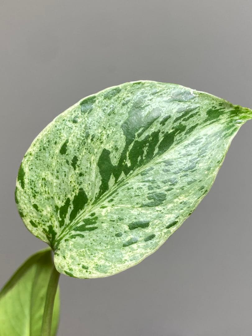 【セール‼️】モンステラ　デリシオーサ　バルバソー　フシギダネ/ ベトシオーサ