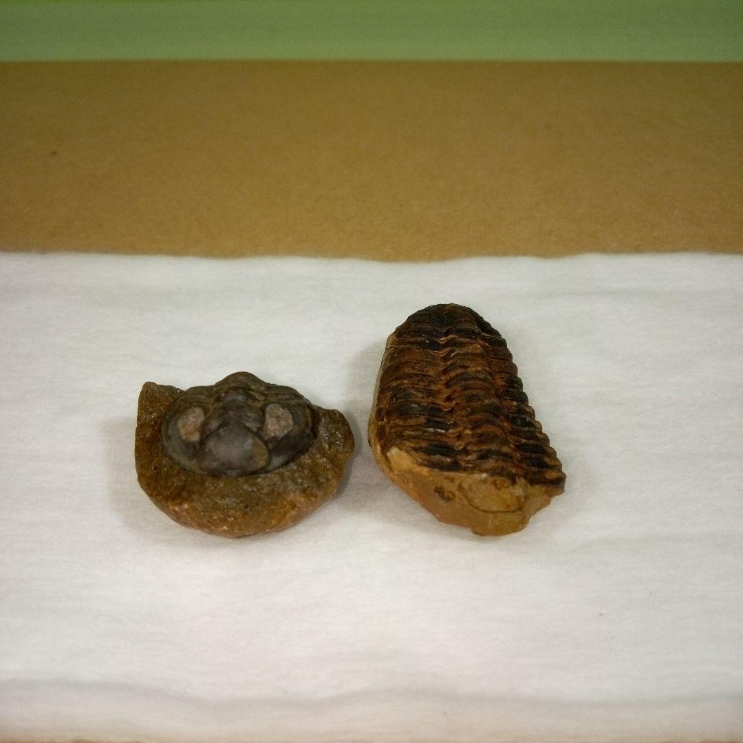 三葉虫　化石　fossil　ボリビア産　レア　Fossil判別⑤