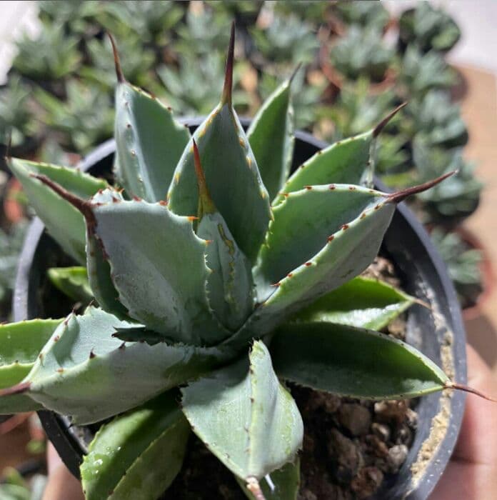 60\r株 多肉植物 アガベ　ポタトラム　キュービック