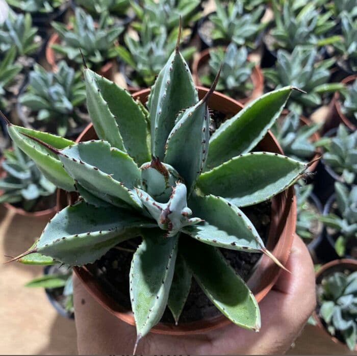 60\r株 多肉植物 アガベ　ポタトラム　キュービック