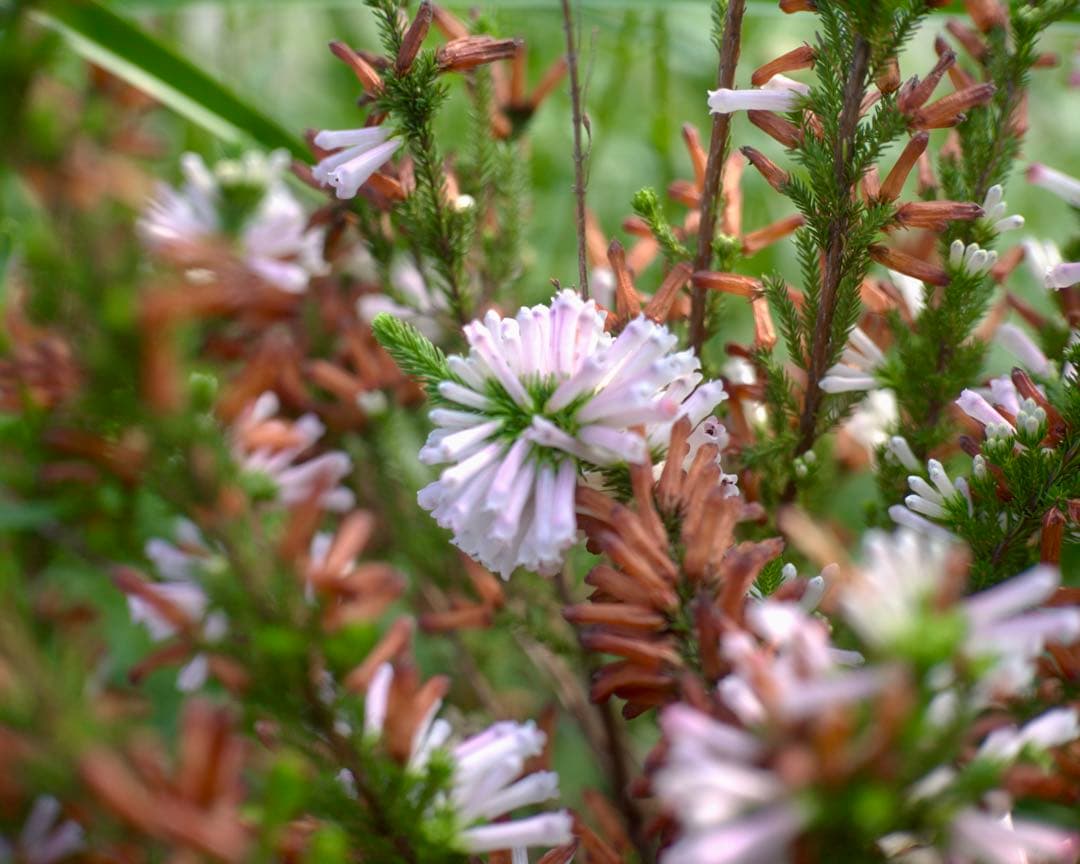 @フジ　FUJINON 45mm f1.9 銘レンズ　和製ズミクロン⁉️