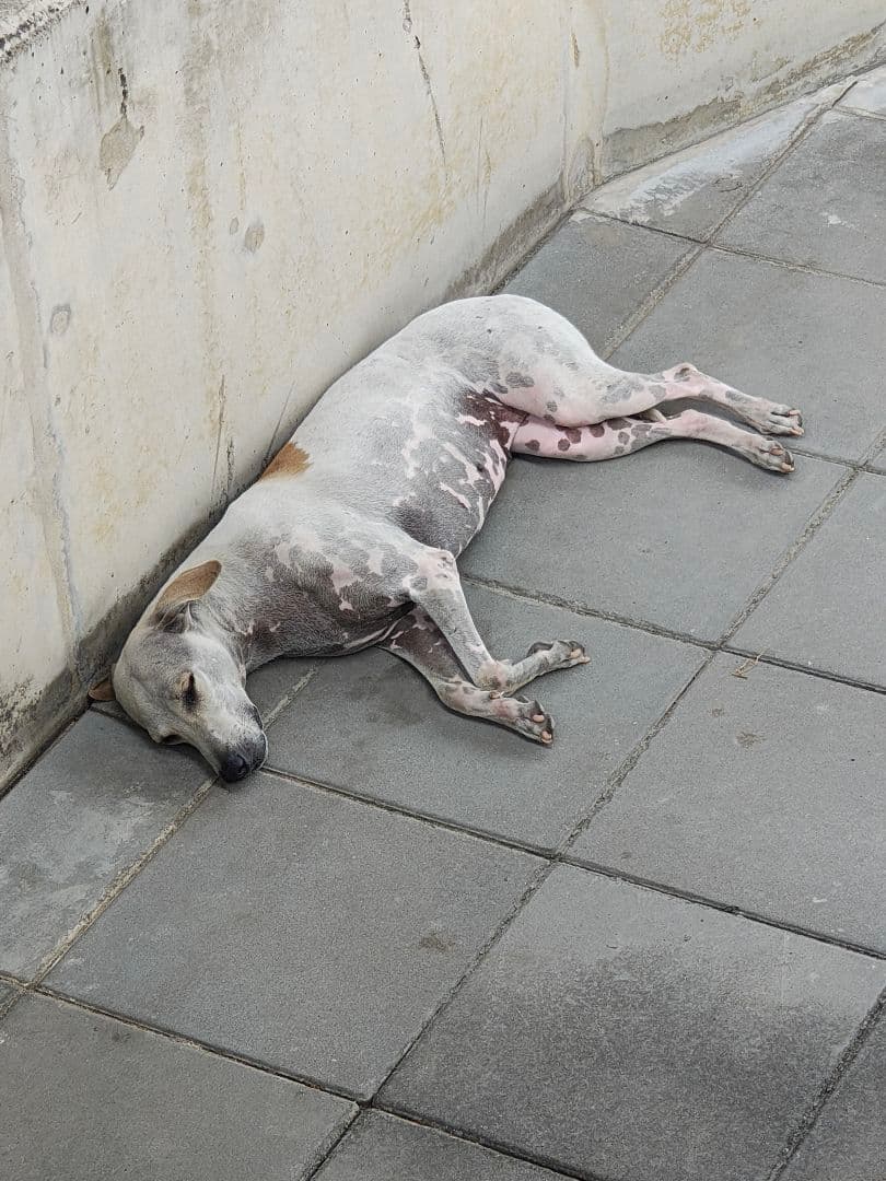 【ロン】タイのお守りプラクルアン！ロン爺ちゃん製作！九尾の狐！恋愛&金運アップ！