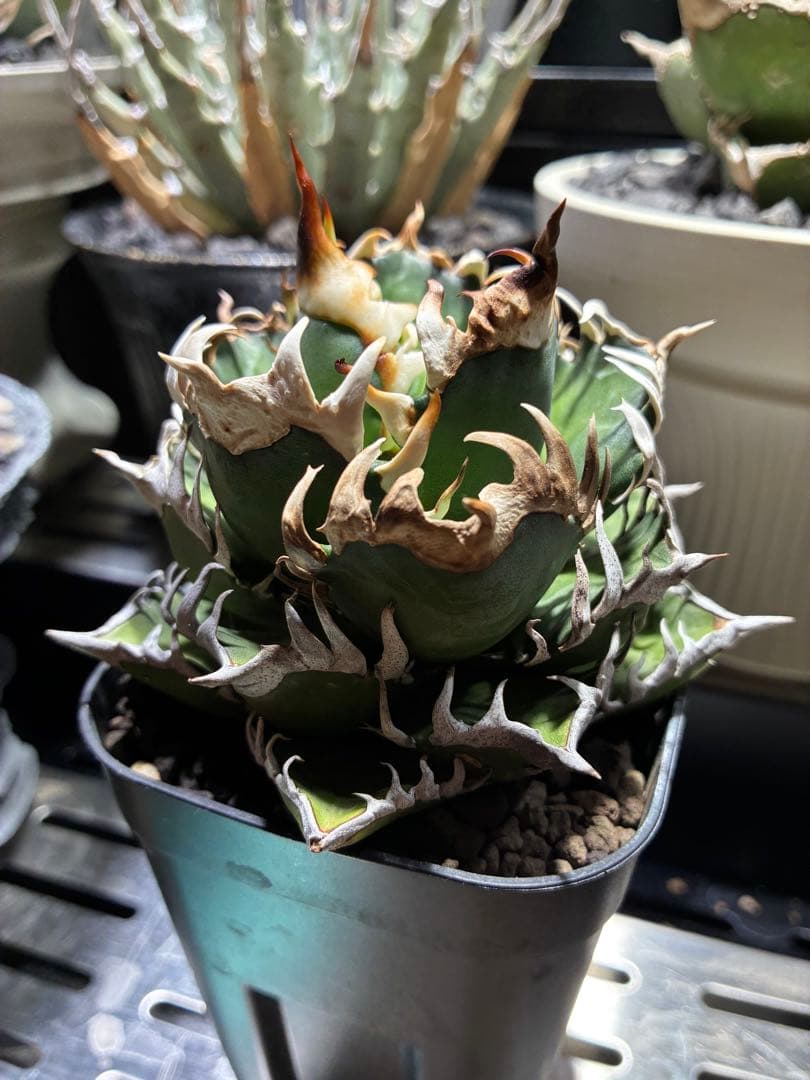 f m産専用ページ