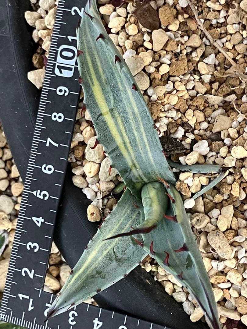 アガベ　スカブラ縞斑　赤丸販売 親株非売　ラスト2枚兄弟です非売