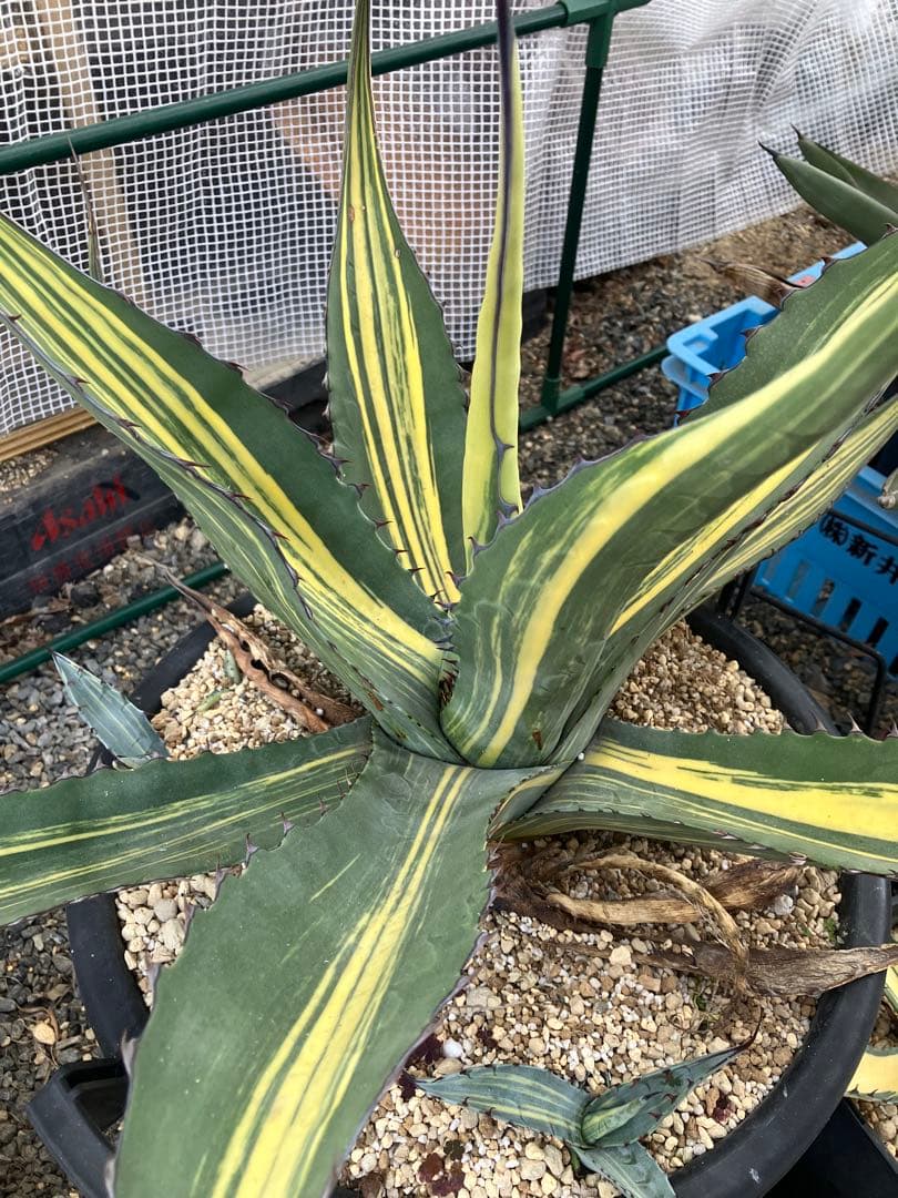 アガベ　スカブラ縞斑　赤丸販売 親株非売　ラスト2枚兄弟です非売