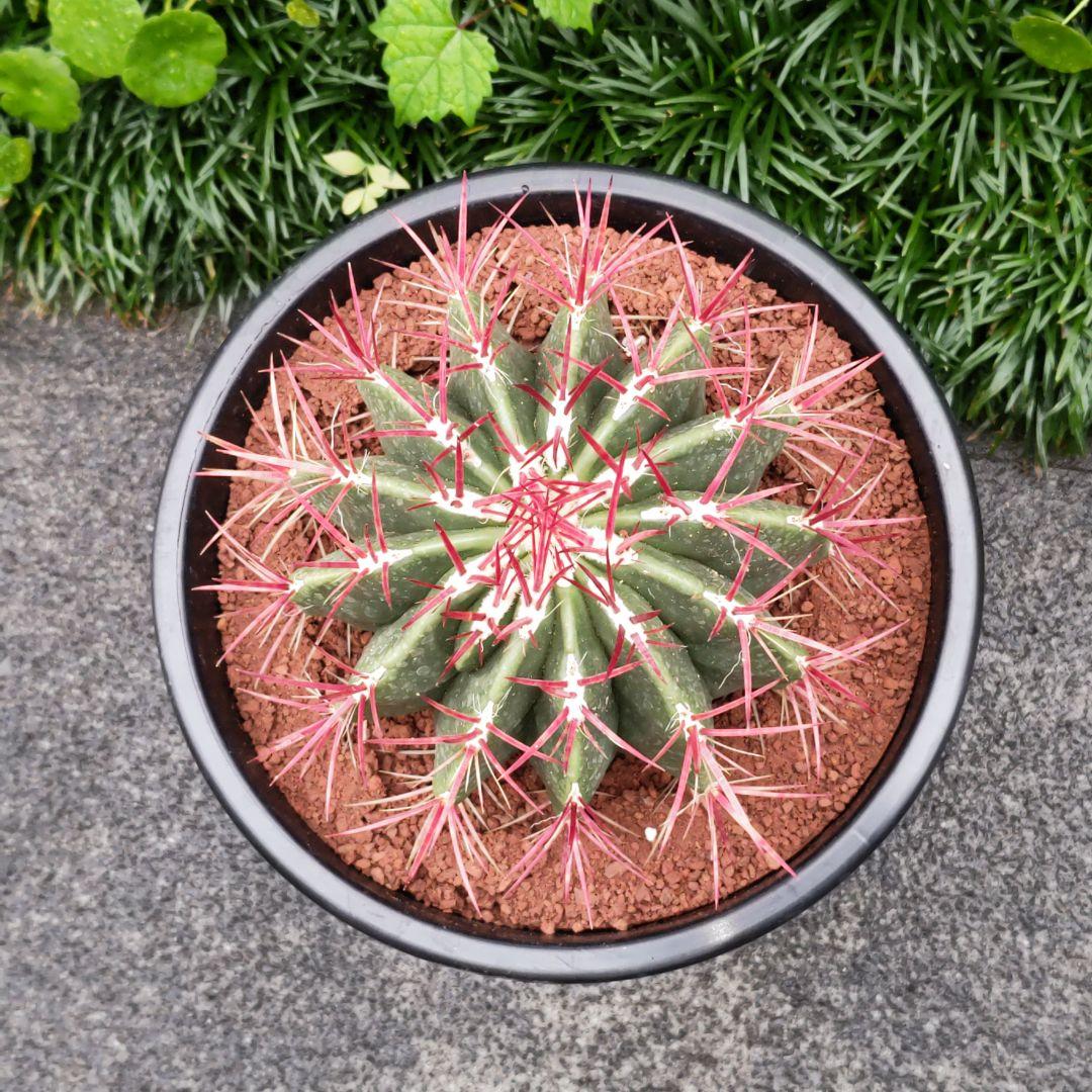 フェロカクタス 赤鳳 セキホウ 8号 ロックガーデン 観葉植物 超美品 サボテン