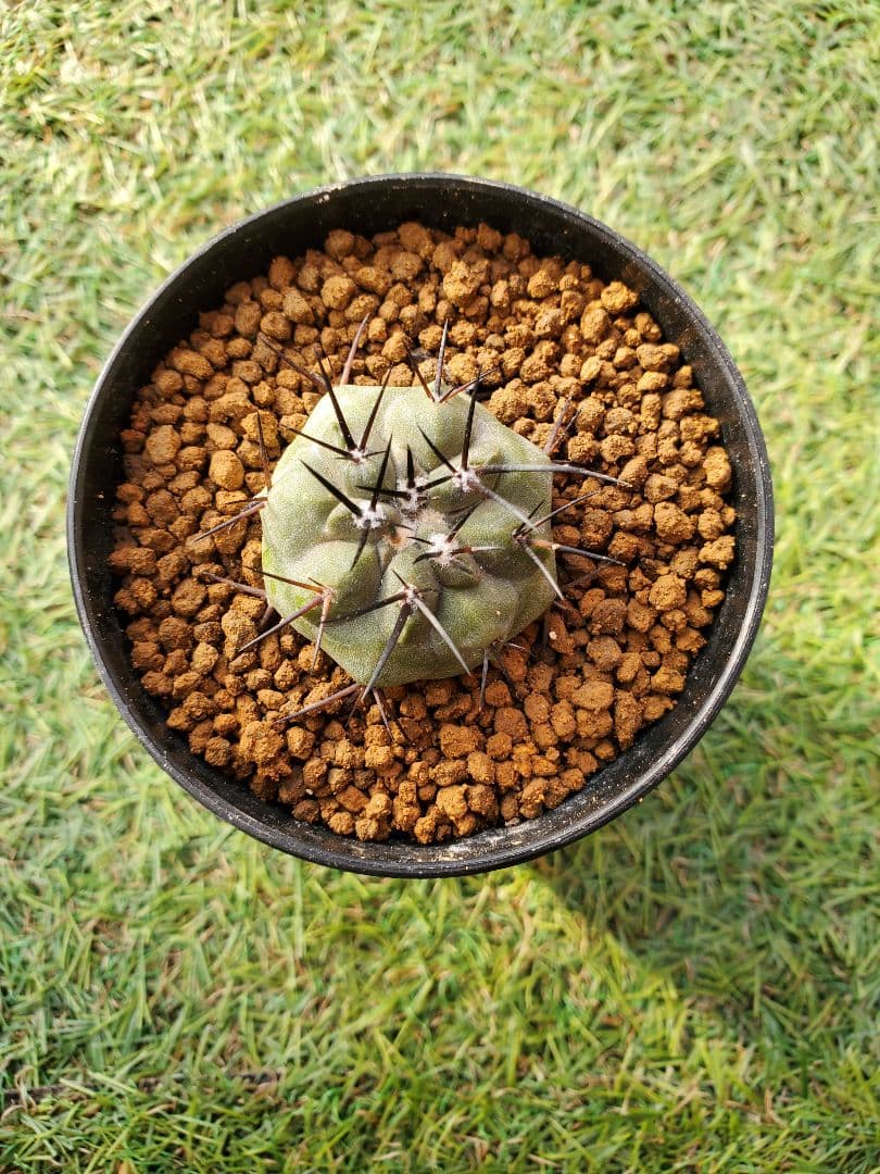 コピアポア- シネレア (黒王丸)- 実生