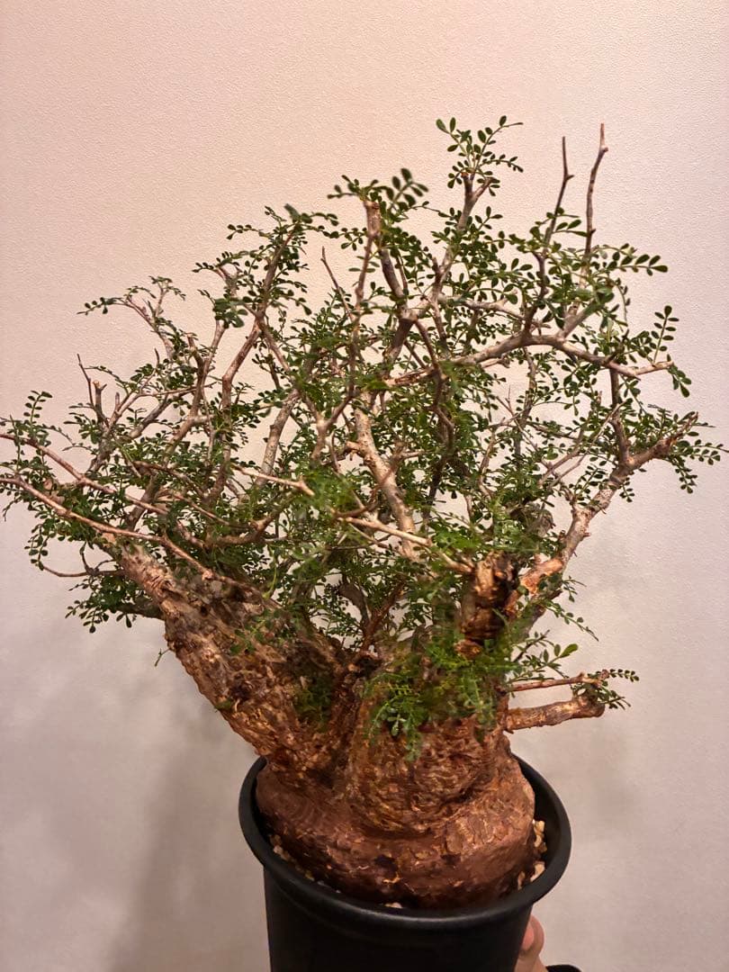 オペルクリカリア　パキプス　発根済株