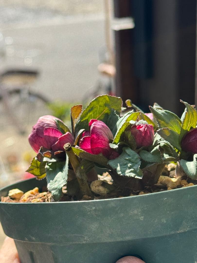 クリスマスローズ　ベビードール