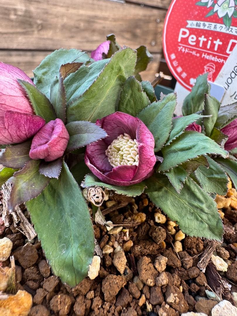 クリスマスローズ　ベビードール