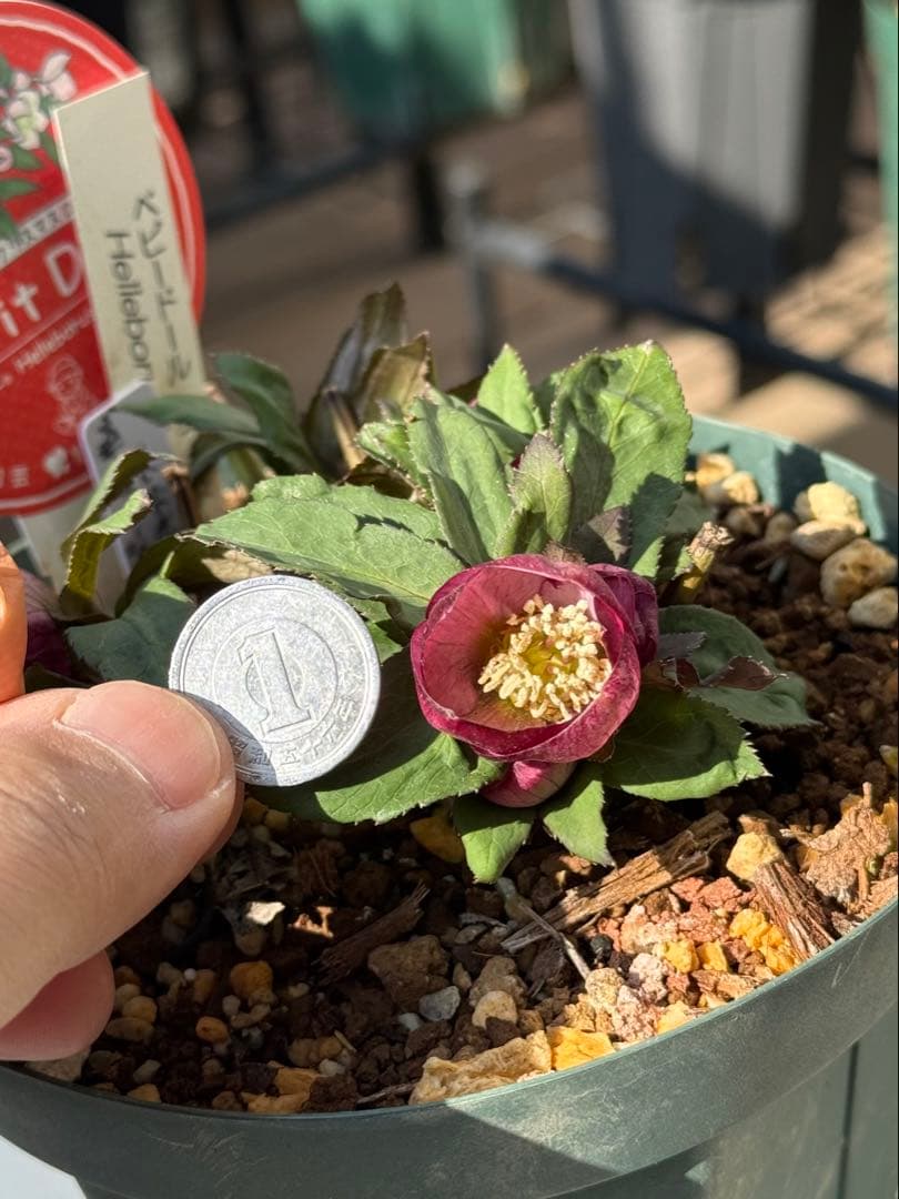 クリスマスローズ　ベビードール