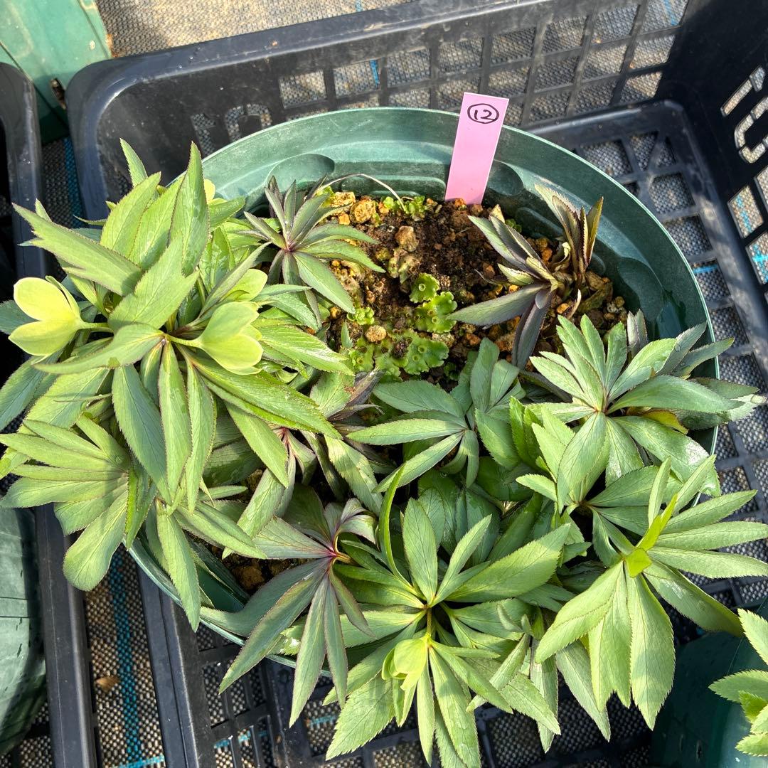 （12）クリスマスローズ　原種　白抜け　デュメトラム　７寸