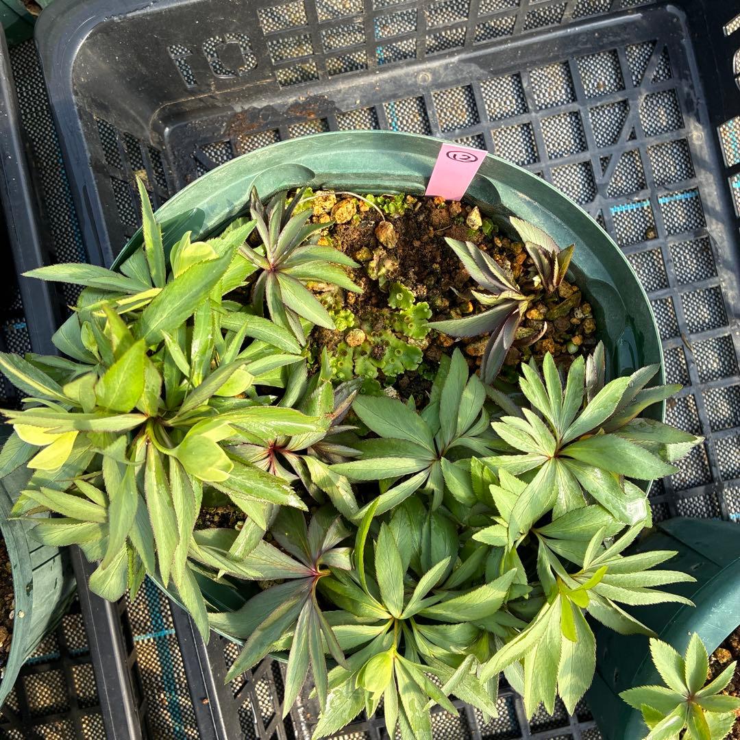 （12）クリスマスローズ　原種　白抜け　デュメトラム　７寸