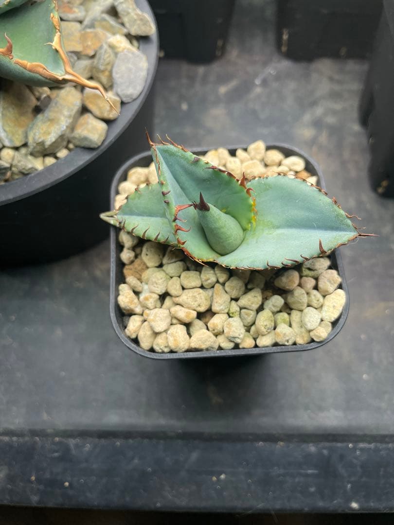 ①発根済み Hidden Agave titanota 'creep'
