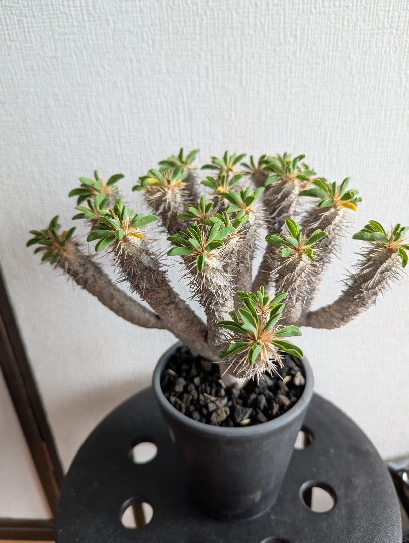 ユーフォルビア　ギラウミニアナ