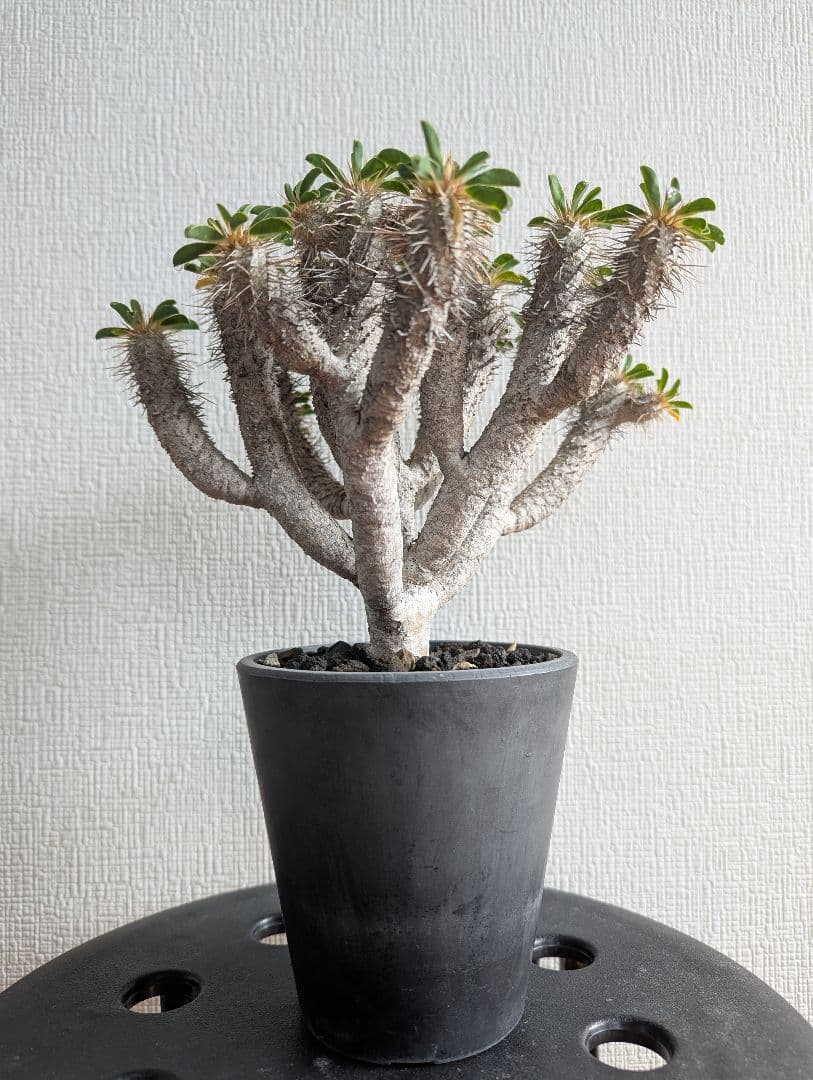 ユーフォルビア　ギラウミニアナ