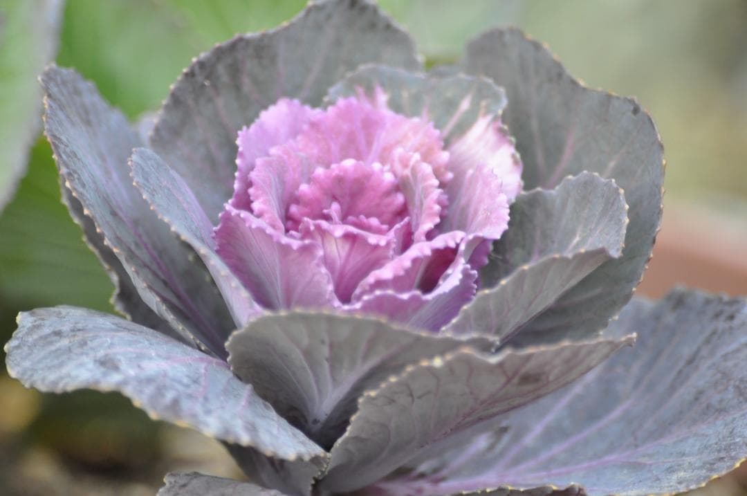 ✨不朽の名作✨Nikon D90望遠レンズセット、豪華おまけつき（２枚目以降）✨