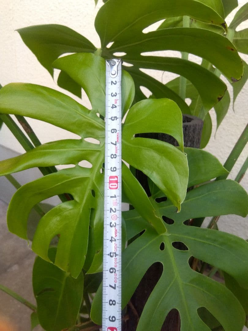 モンステラ　コンパクトタイプ　8号鉢つき　群生株❗特大サイズ❗　①