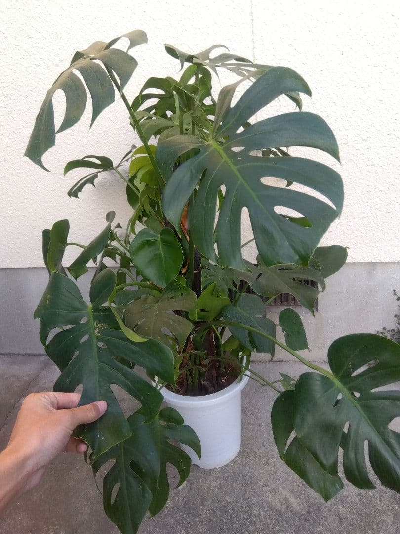 モンステラ　コンパクトタイプ　8号鉢つき　群生株❗特大サイズ❗　①