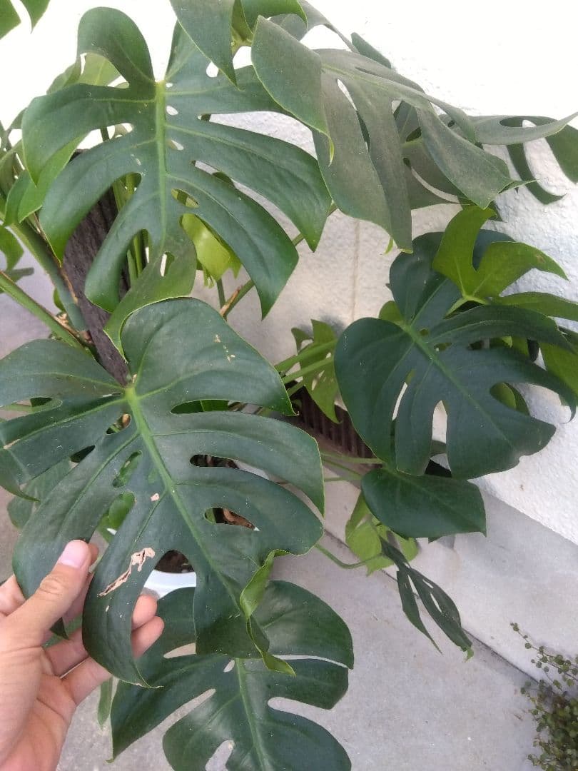 モンステラ　コンパクトタイプ　8号鉢つき　群生株❗特大サイズ❗　①