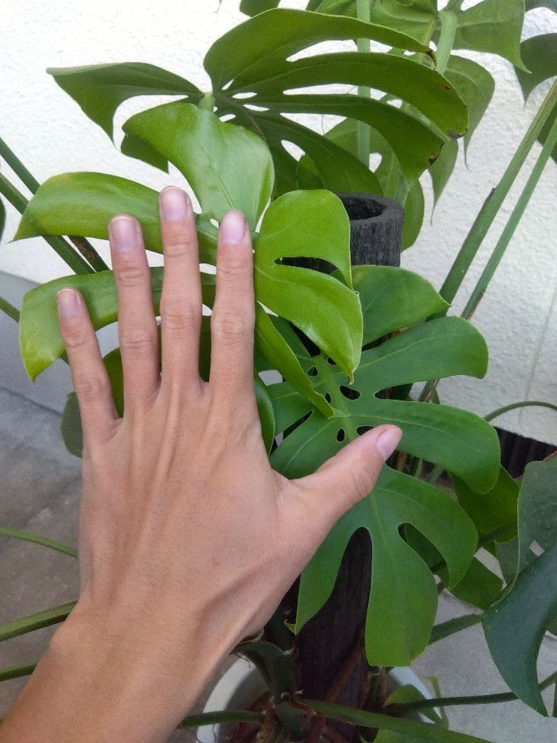 モンステラ　コンパクトタイプ　8号鉢つき　群生株❗特大サイズ❗　①