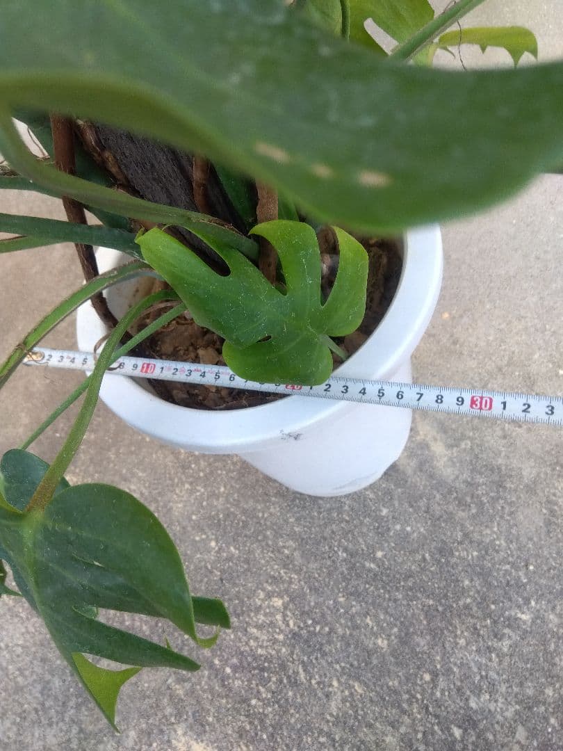 モンステラ　コンパクトタイプ　8号鉢つき　群生株❗特大サイズ❗　①