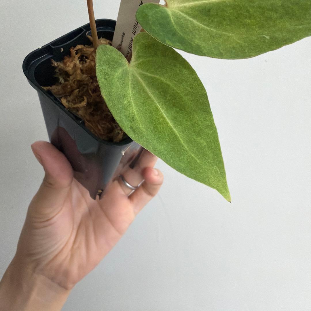 Anthurium ‘Mint King’ アンスリウムミントキング 2