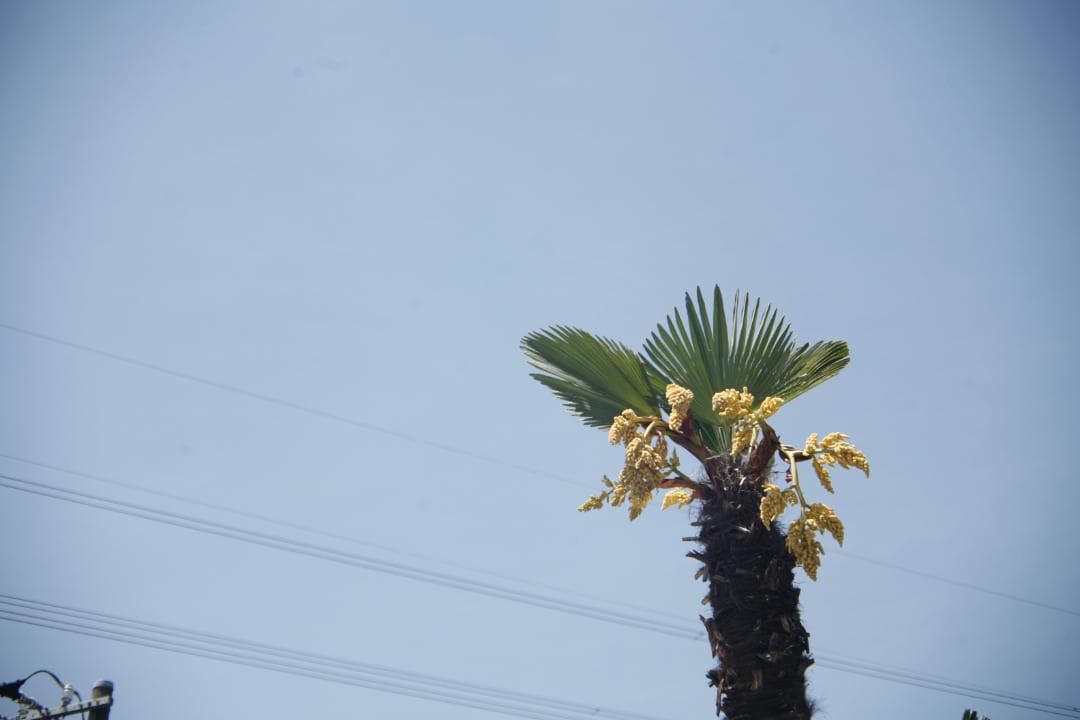 CANON 旧 FD 50mm f1.4 S.S.C.　 L92