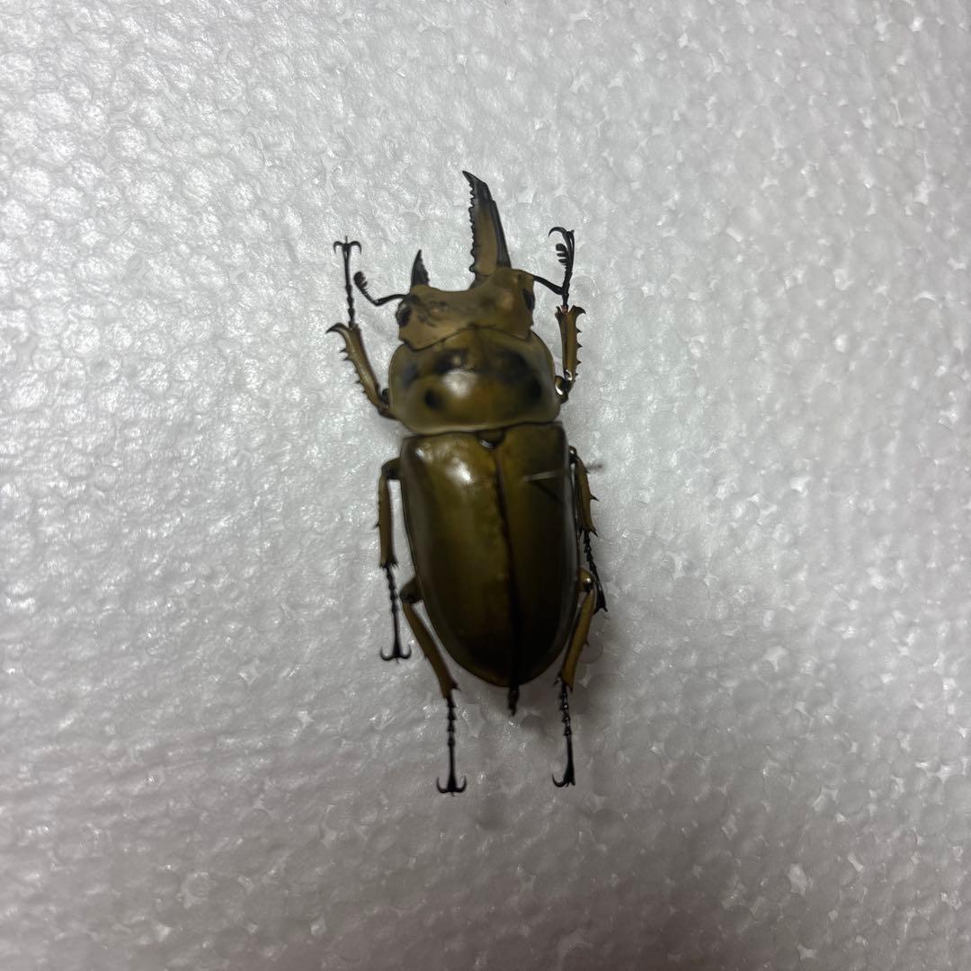 ババオウゴンオニクワガタ 標本 雌雄モザイク