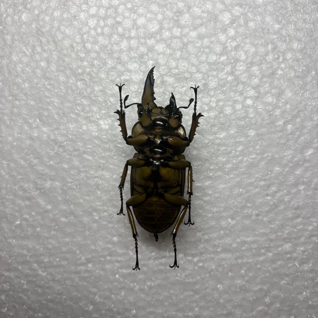 ババオウゴンオニクワガタ 標本 雌雄モザイク