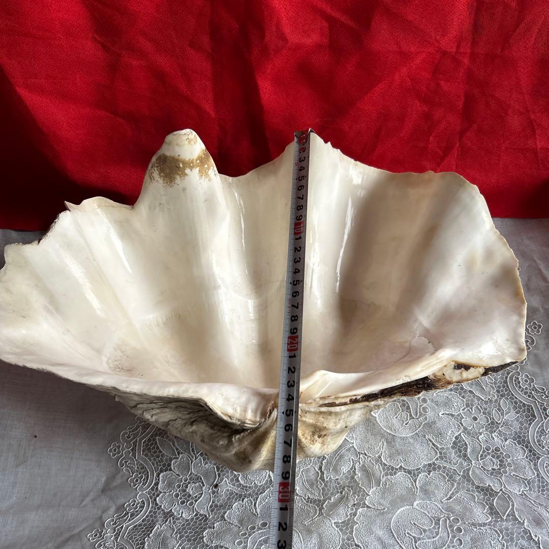 貝殻 ボウル型 レイアウト用品 大きめ42センチ