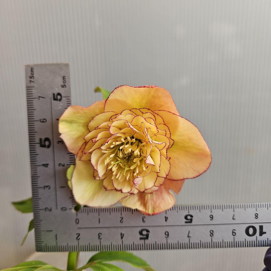 ㉖-284クリスマスローズ