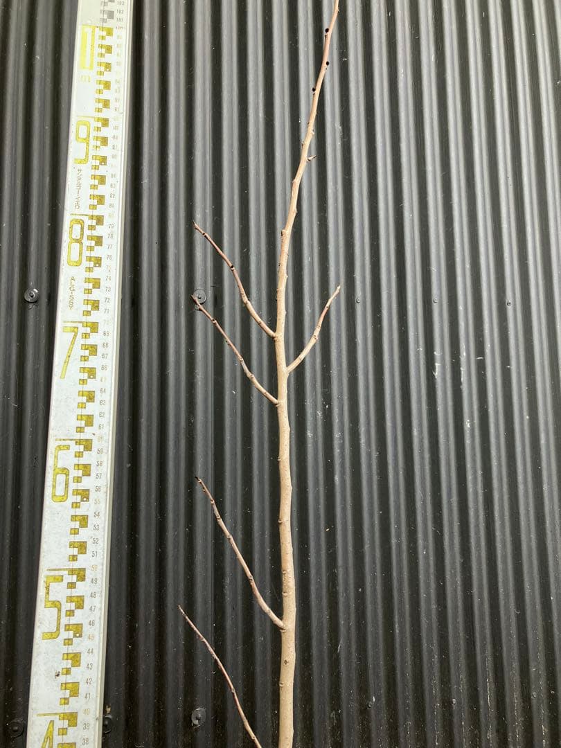 接木　ポポー　マンゴー　苗木