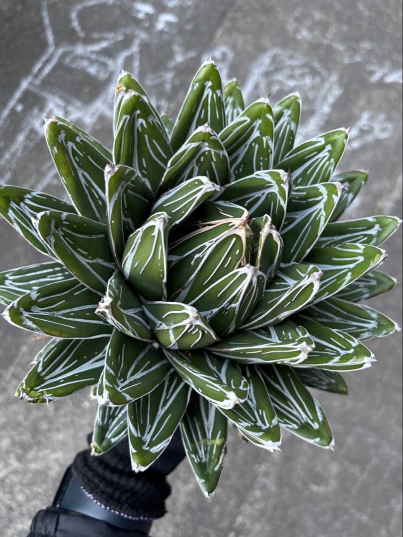 アガベ　笹の雪　極上株　子株販売
